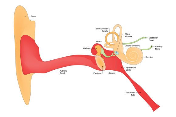 Download Pinna Auditory Canal Eustachain Tube - Tube Collection